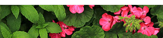 花の写真