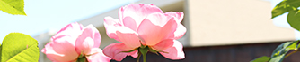 花の写真