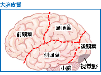 脳のイメージ