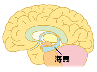 脳の海馬のイメージ