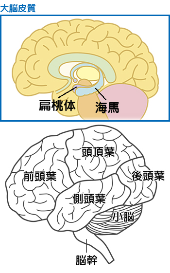 脳の図解のイメージ