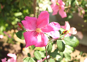 花の写真